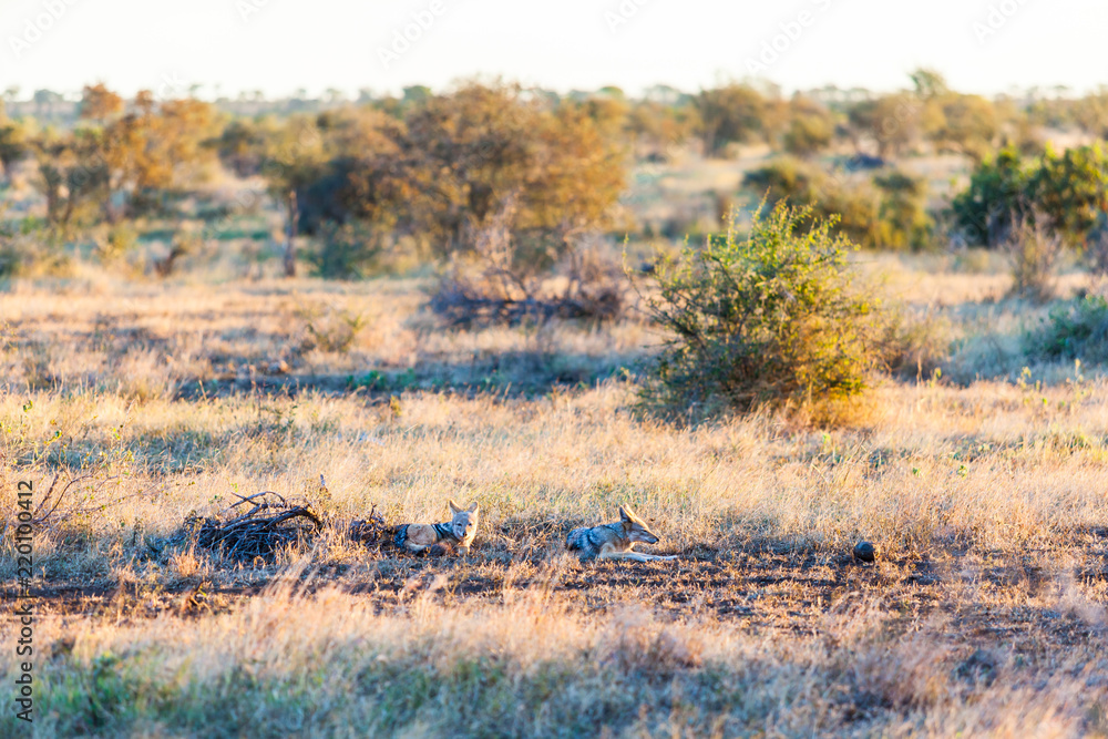 Two jackals lying down in the grass before sunset, they are mostly nocturnal animals and are resting up before starting for the evening, Kruger park, South Africa. Two jackals lying down in the grass before sunset, they are mostly nocturnal animals and are resting up before starting for the evening, Kruger park, South Africa.