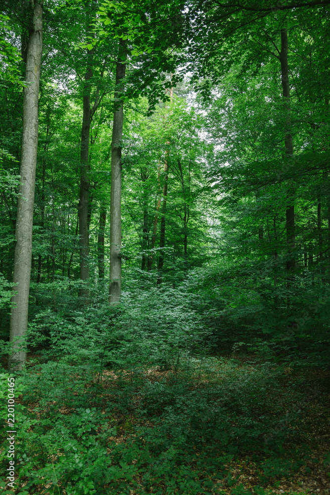 beautiful trees with green leaves in forest in Wurzburg, Germany beautiful trees with green leaves in forest in Wurzburg, Germany