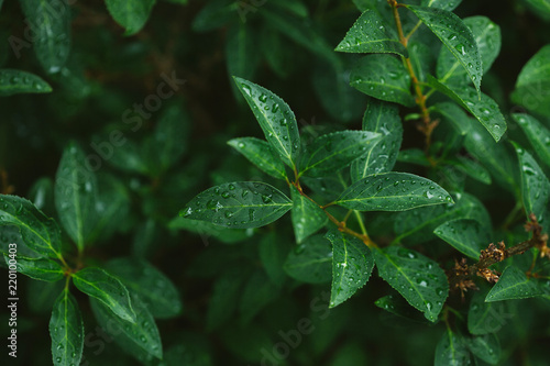 green leaves with water drops after rain