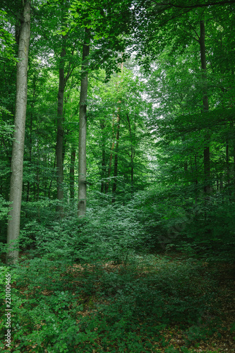Fototapeta Naklejka Na Ścianę i Meble -  beautiful trees with green leaves in forest in Wurzburg, Germany