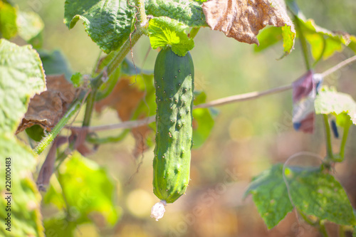 fresh cucumber growing in garden