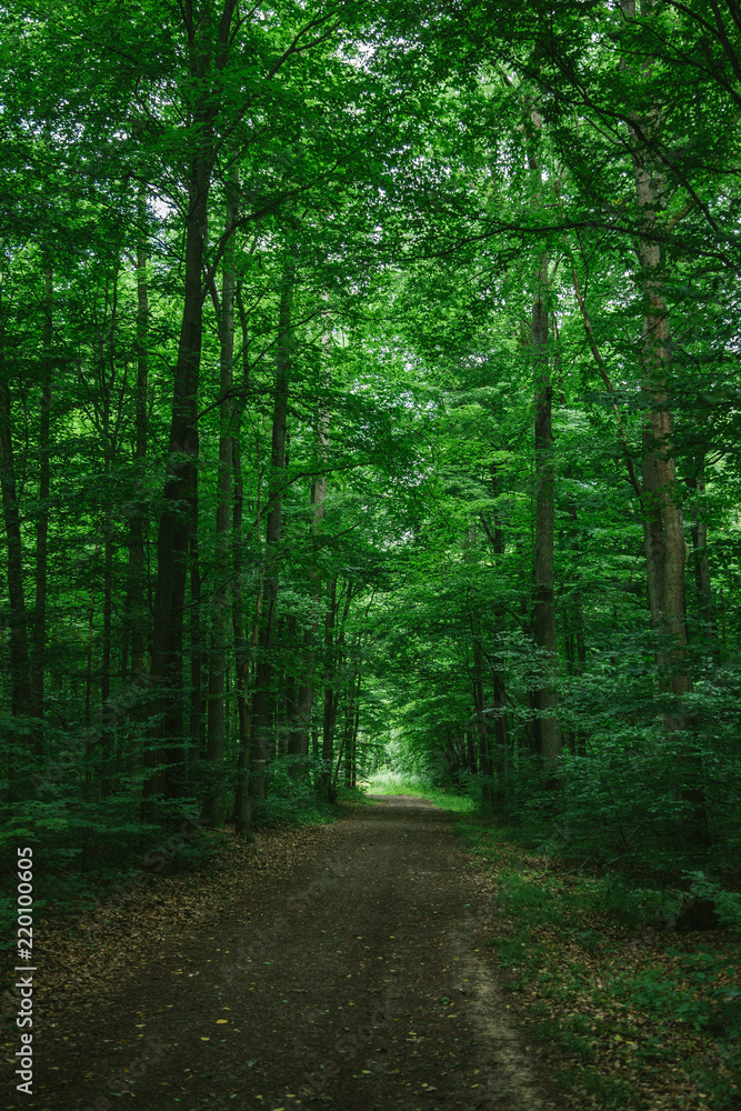 Narrow road in green beautiful forest in Wurzburg, Germany Narrow road in green beautiful forest in Wurzburg, Germany