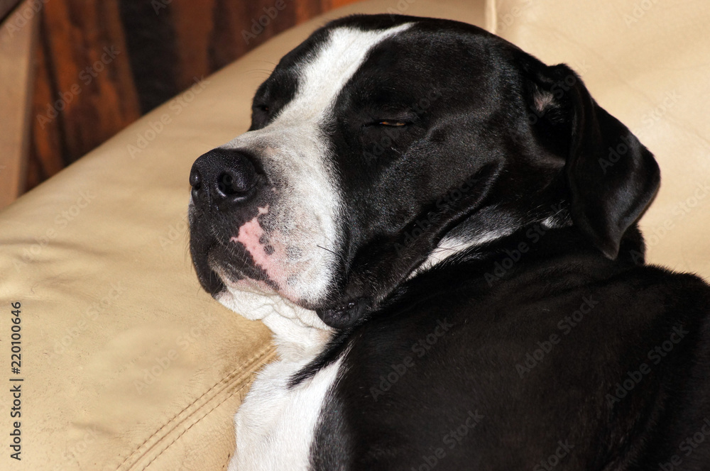 Portrait einer Amerikanischen Bulldogge schlafend