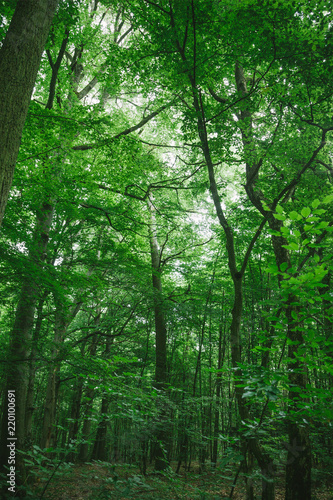 trees with green leaves in forest in Wurzburg  Germany
