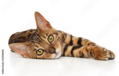 Bengal kitten resting