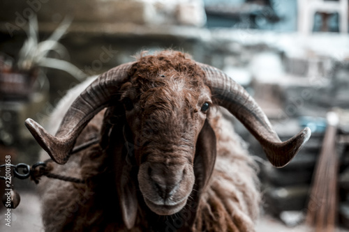Close up of Indian sheep or Ram breed sheep or Awassi breed sheep in the fields. photo