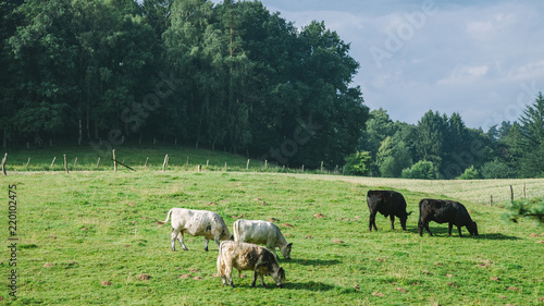 Принти на полотні rural scene with cows grazing on green meadow in Hamburg, Germany