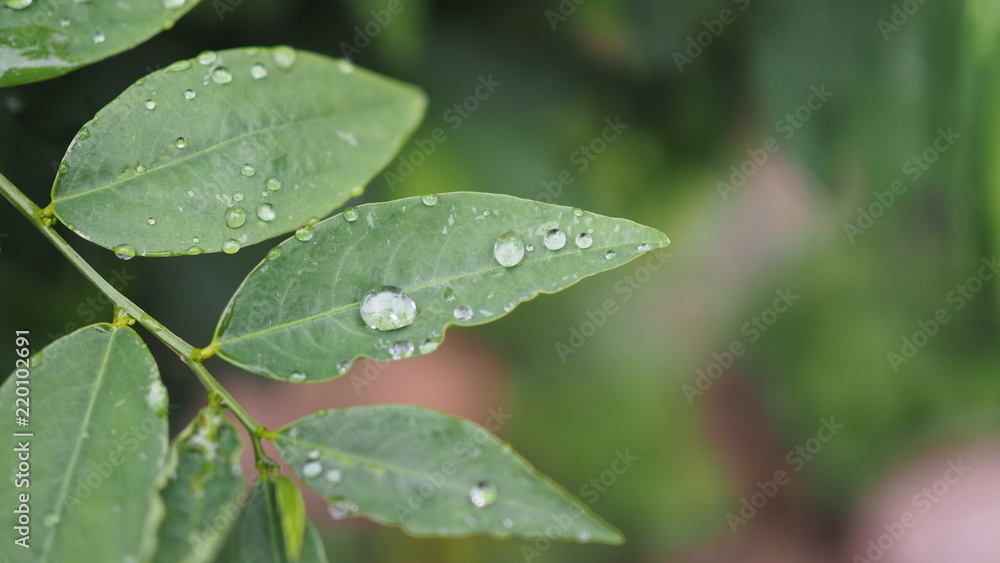 Leaves with water drops. Green leaf with water drops for background. Leaves with water drops. Green leaf with water drops for background.