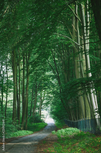 road near beautiful green trees in park in Hamburg  Germany