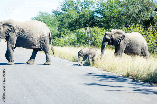 Elephants crossing the road while protecting the young, Kruger park, South Africa.