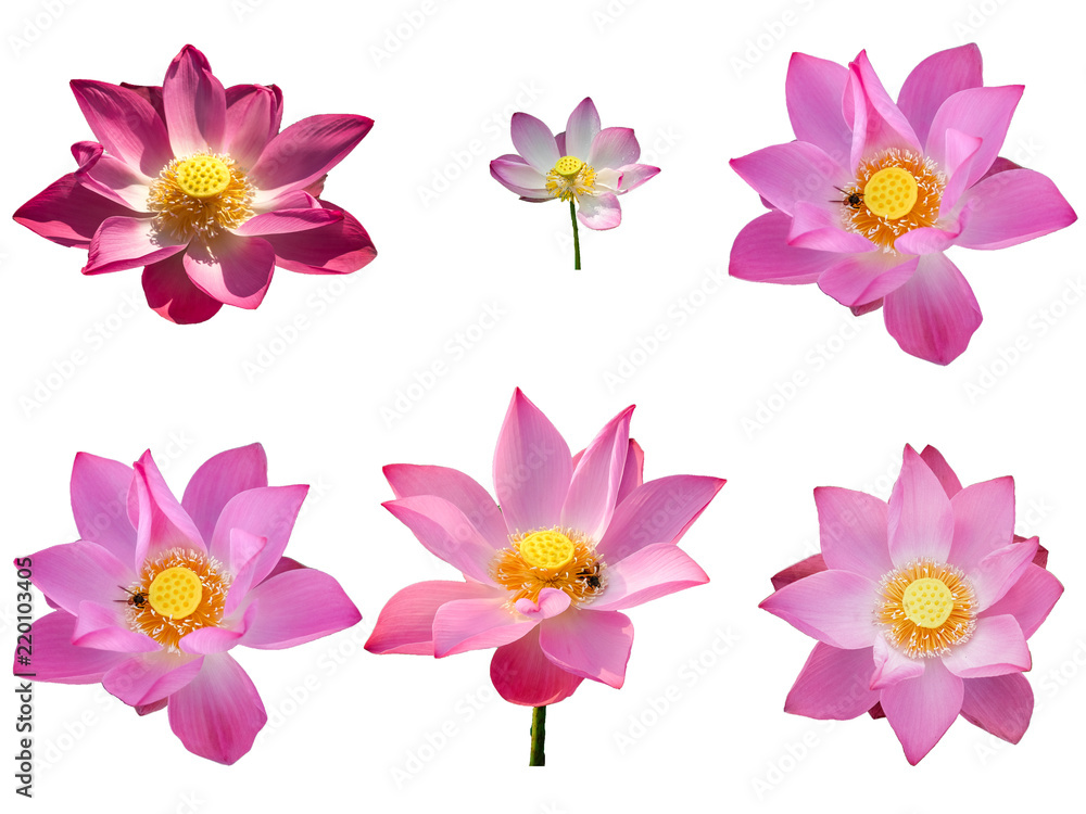 Fresh set pink lotus petal flower isolated on white background. Close focus of beautiful pink lotus flowers isolated is blooming with copy space for text or advertising on white background 