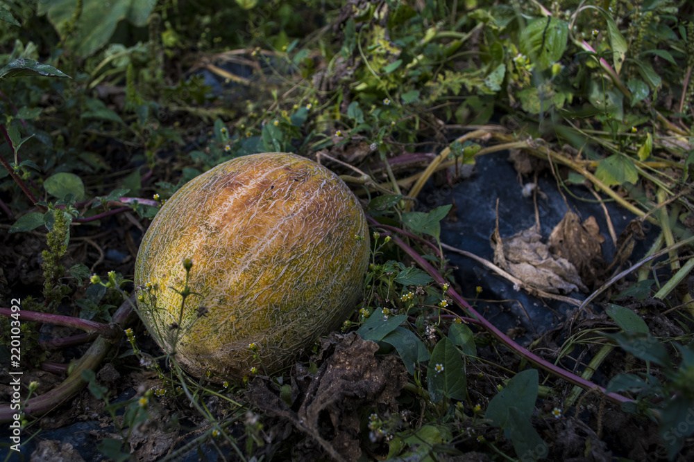 Fresh delicious mature melons grow organically in the field. Fresh delicious mature melons grow organically in the field.