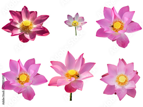 Fototapeta Naklejka Na Ścianę i Meble -  Fresh set pink lotus petal flower isolated on white background. Close focus of beautiful pink lotus flowers isolated is blooming with copy space for text or advertising on white background 