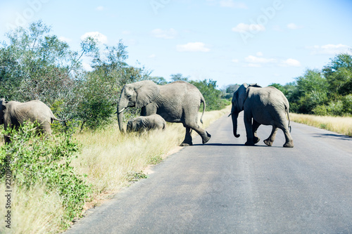 Elephants crossing the road while protecting the young, Kruger park, South Africa.