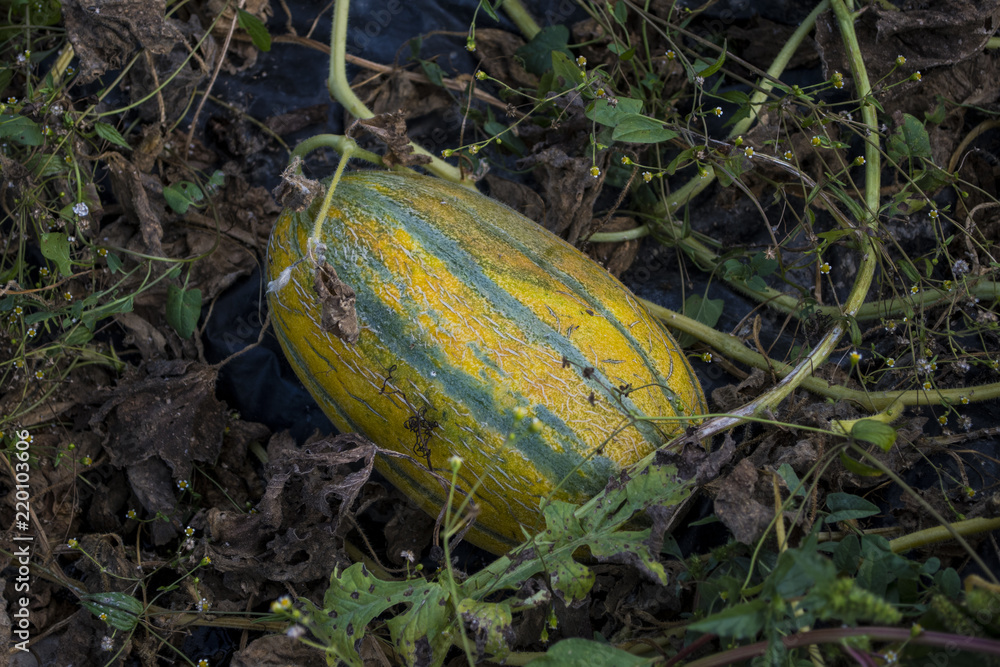 Obraz premium Fresh delicious mature melons grow organically in the field.