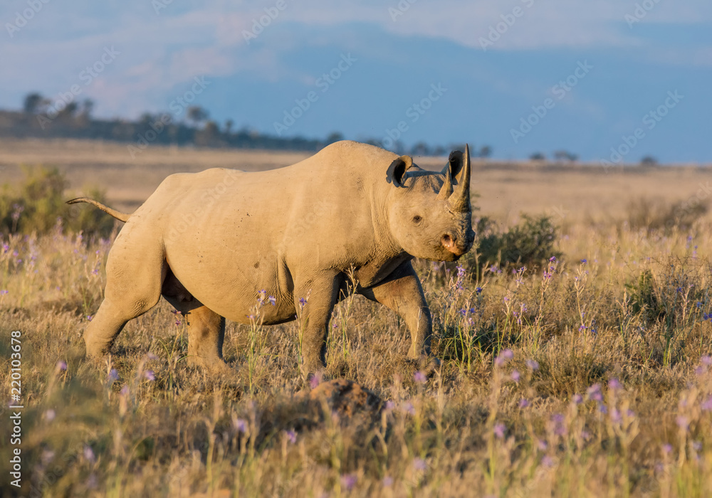 Black Rhinoceros Black Rhinoceros