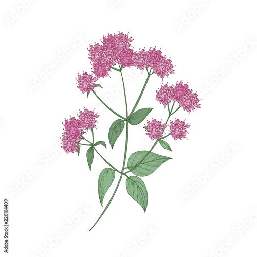 Oregano or marjoram hand drawn on white background. Botanical drawing of beautiful flowering herbaceous plant or aromatic herb used as spice. Gorgeous realistic vector illustration in retro style.
