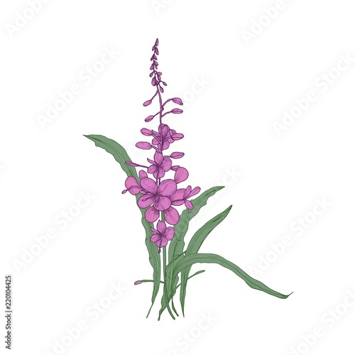 Fireweed or willowherb hand drawn on white background. Natural drawing of gorgeous flowering herbaceous plant used as medicinal herb and tea. Detailed vector illustration in beautiful antique style.