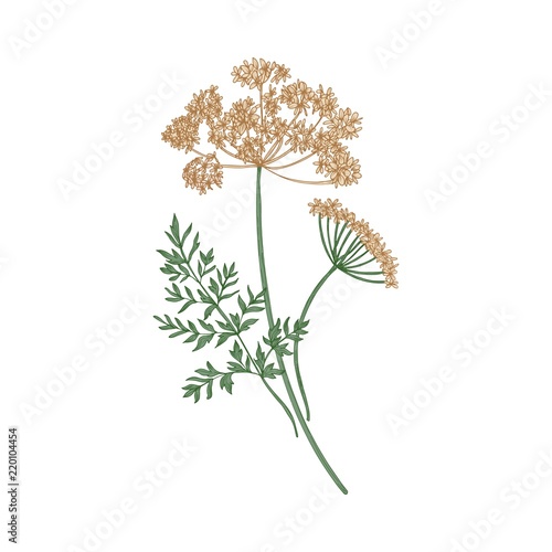 Anise or aniseed hand drawn on white background. Elegant drawing of flowering herbaceous plant or aromatic herb used in culinary. Realistic colorful vector illustration in gorgeous vintage style.