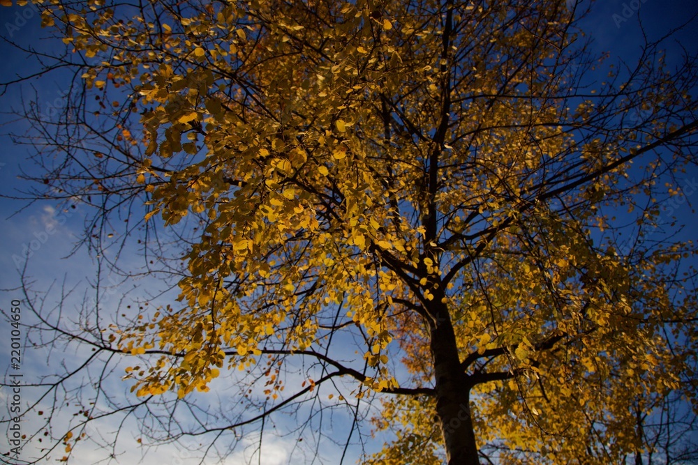 Autumn tree in Paris, Bois de Vincennes Autumn tree in Paris, Bois de Vincennes