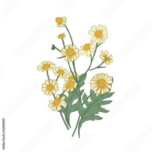 Chamomile flowers, buds and leaves hand drawn on white background. Botanical drawing of flowering herbaceous plant or medicinal herb used in phytotherapy. Vector illustration in vintage style.