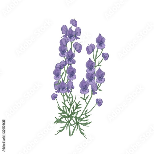 Obraz na plátne Tender aconite or monkshood flowers and leaves hand drawn on white background