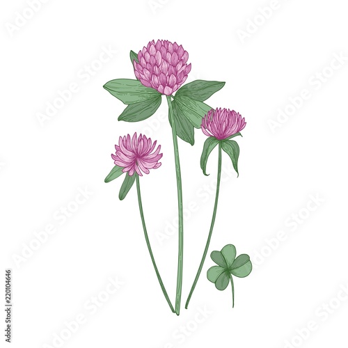 Clover or trefoil flowers and leaves isolated on white background. Realistic drawing of symbolic flowering plant or wild meadow herb. Natural vector illustration in gorgeous antique style.