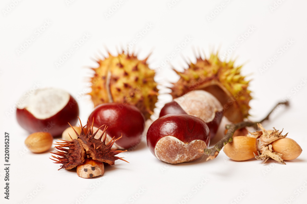 Kastanien und Eicheln im Herbst zum Basteln Kastanien und Eicheln im Herbst zum Basteln