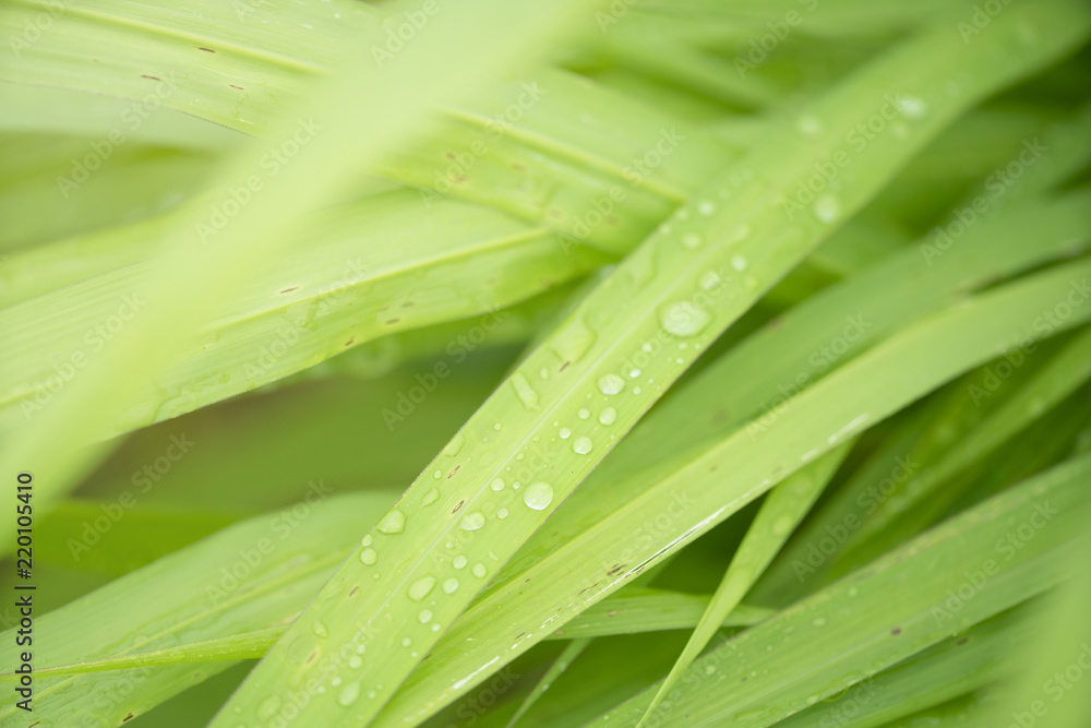 Closeup green leaf with nature background with sunlight Closeup green leaf with nature background with sunlight