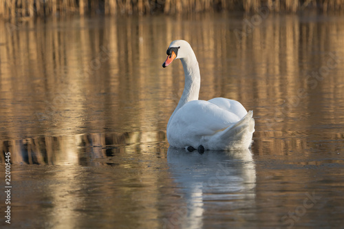 A single mute swan in a small area of fluid water in an otherwise frozen lake
