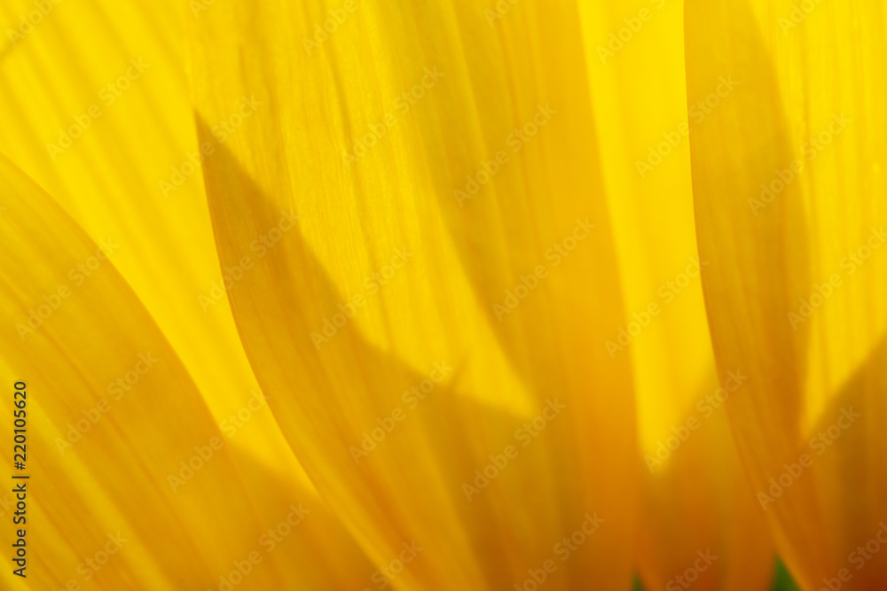 Background of flowers frame, Beautiful flower for background.