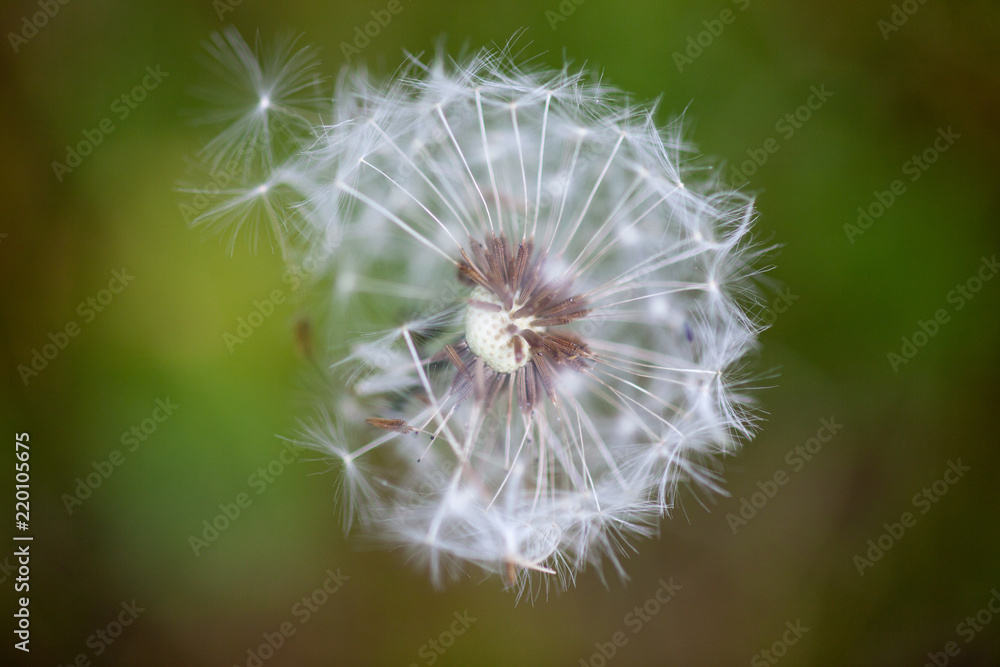 Pusteblume Löwenzahn Pusteblume Löwenzahn