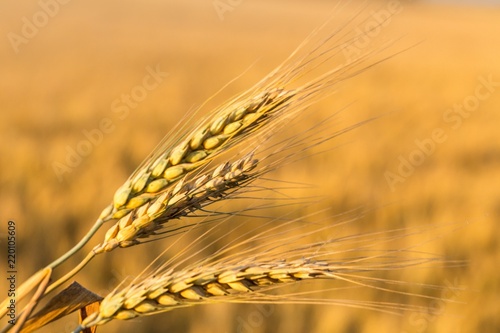 Closeup of a Barley / Wheat Plant