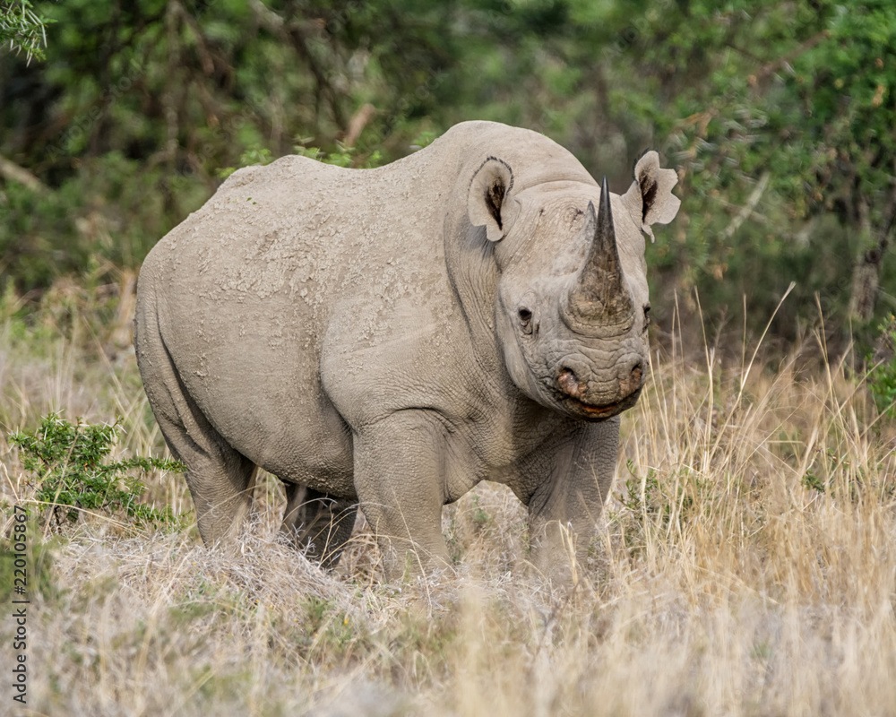 Fototapeta premium Black Rhinoceros
