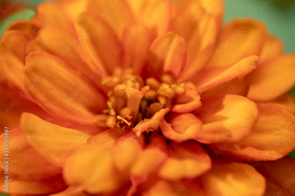 Background of flowers frame, Beautiful flower for background. Background of flowers frame, Beautiful flower for background.