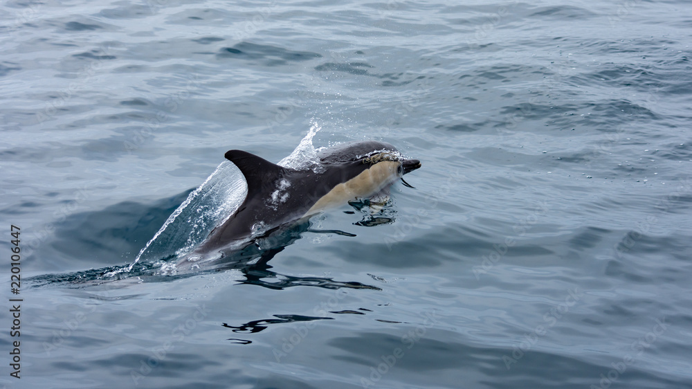 Naklejka premium dolphin