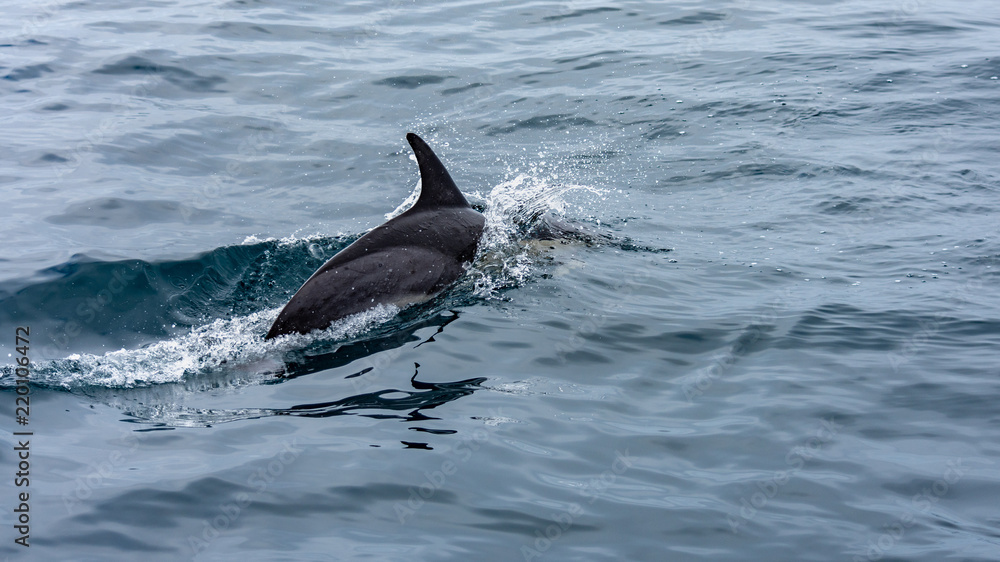 Fototapeta premium common dolphin dive