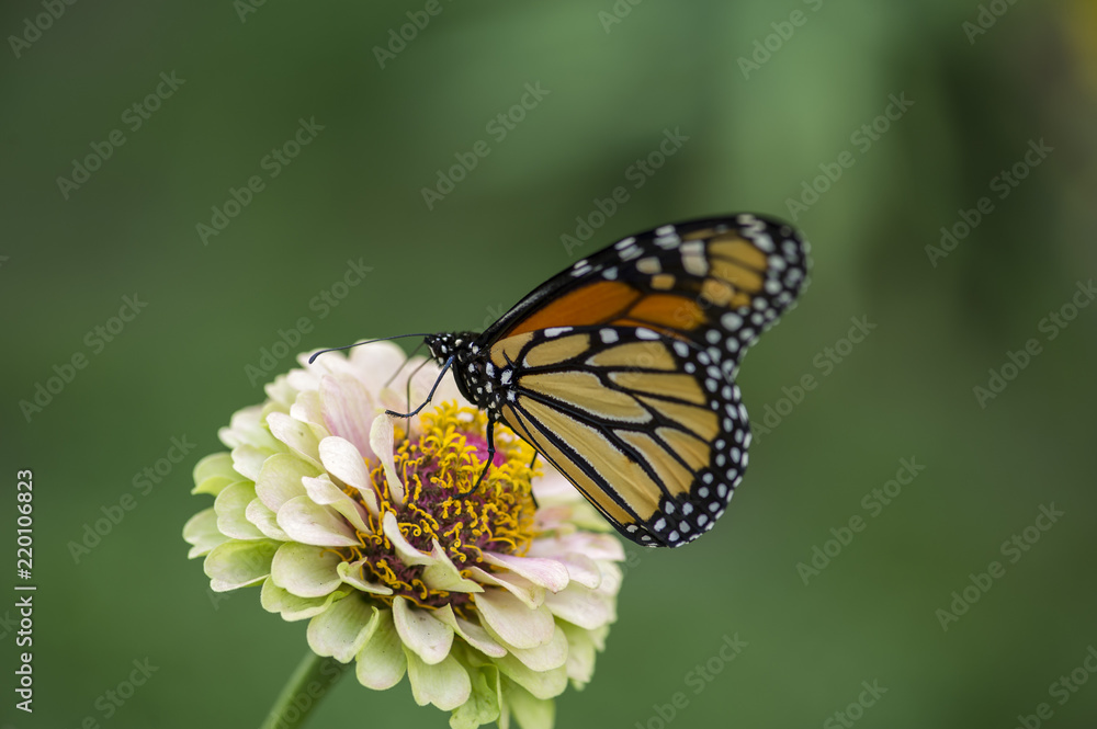Fototapeta premium Monarch butterfly