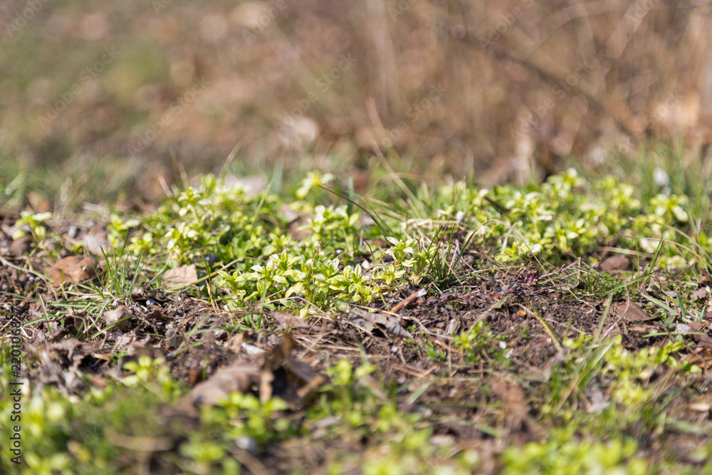 First spring plants First spring plants