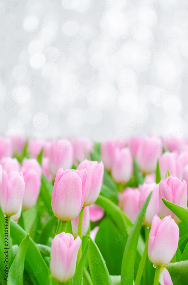 Obraz premium Beautiful pink tulips in garden, Rayong Thailand.