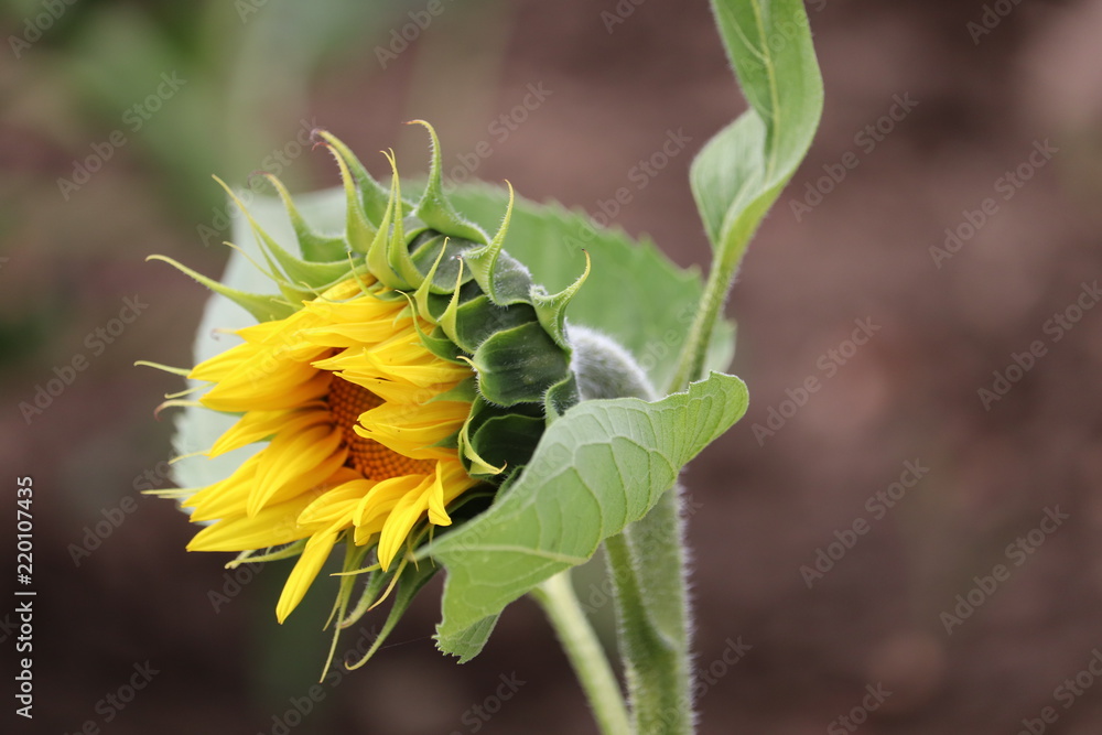 large sunflower head.large yellow petals large sunflower head.large yellow petals