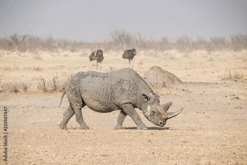 Fototapeta premium Black Rhinoceros