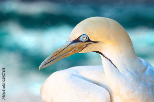 Portrait of a Cape Gannet photo