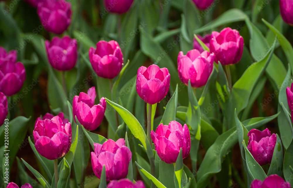 Close up of pink tulips in the garden