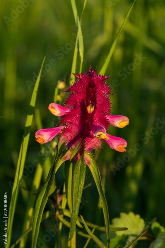 Close up Crested Cow-wheat (Melampyrum cristatum) photo