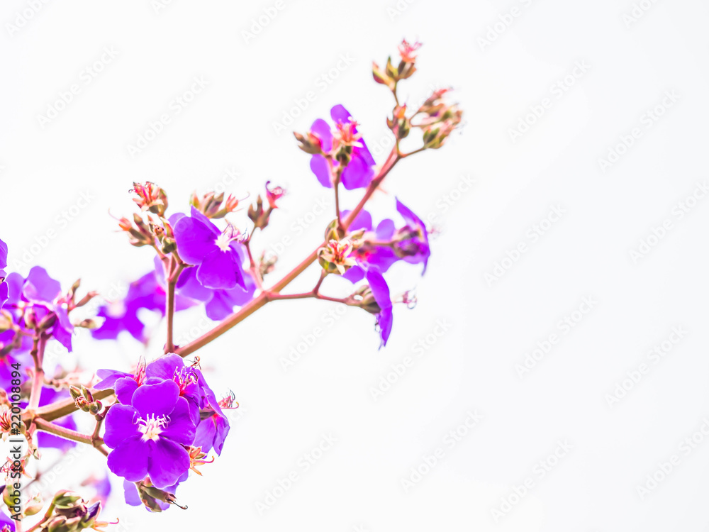 Vivid pink blooming flower with gray background. Vivid pink blooming flower with gray background.