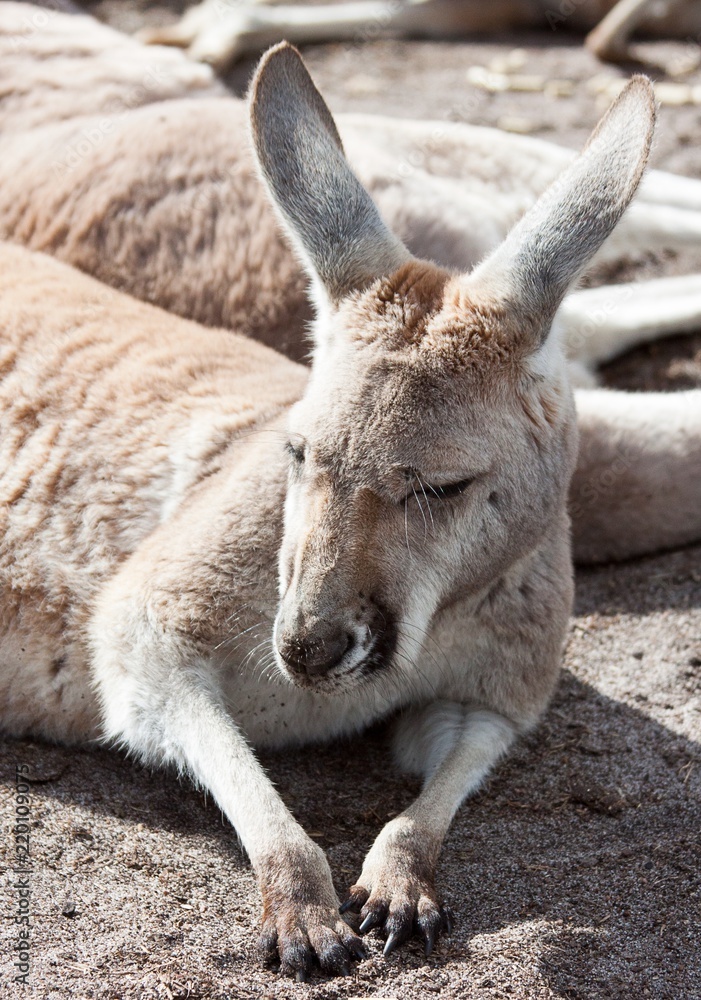 Western grey kangaroo lying down in sand