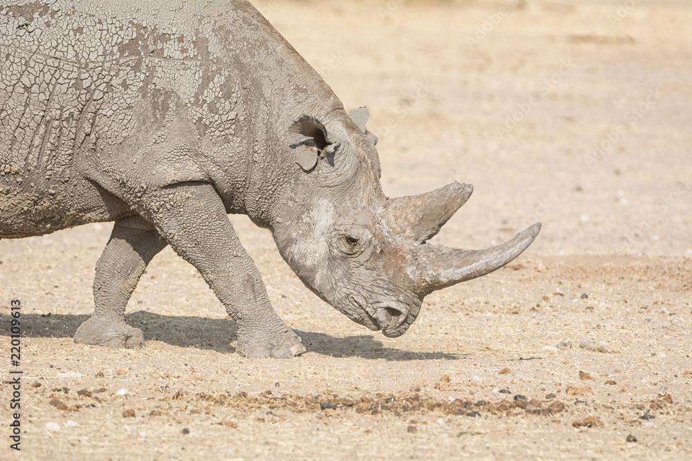 Fototapeta premium Black Rhinoceros