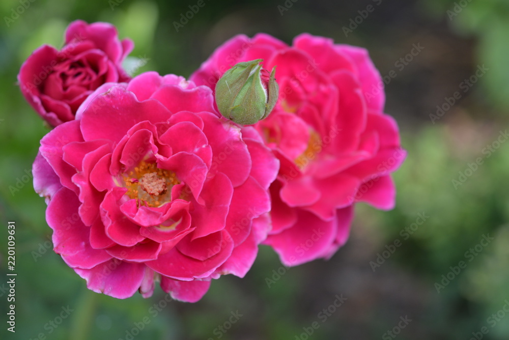 Beautiful brightly crimson pink wavy flowers with a white core and a gentle color Beautiful brightly crimson pink wavy flowers with a white core and a gentle color