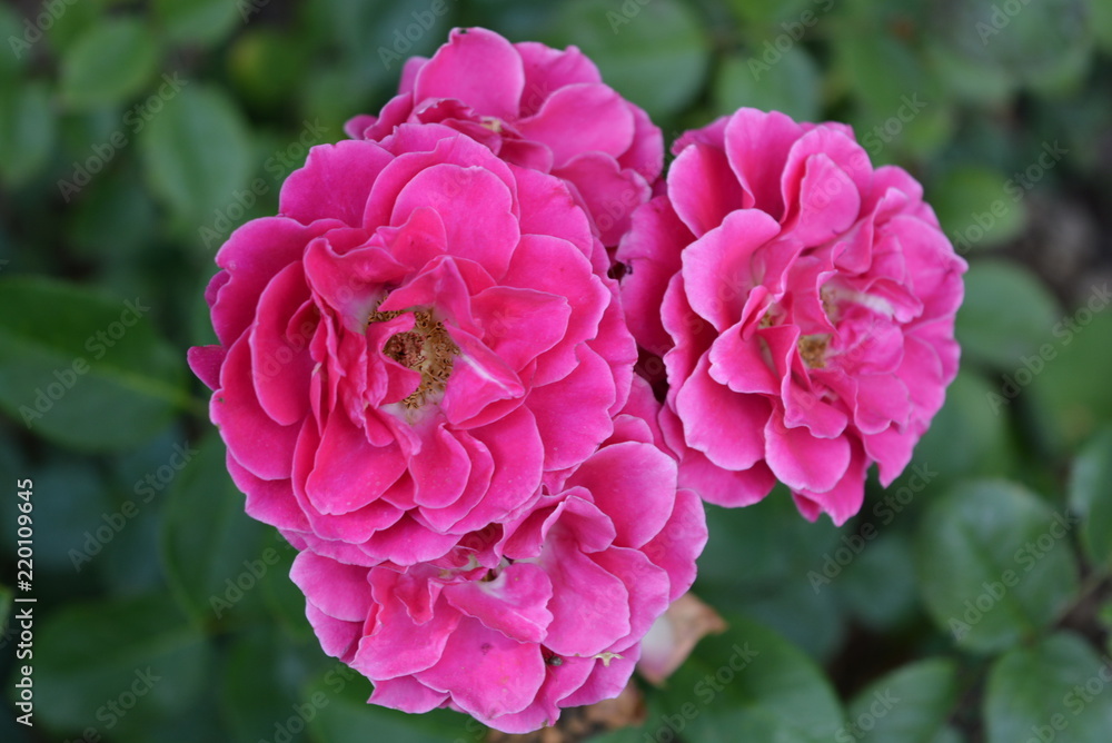 Beautiful brightly crimson pink wavy flowers with a white core and a gentle color Beautiful brightly crimson pink wavy flowers with a white core and a gentle color